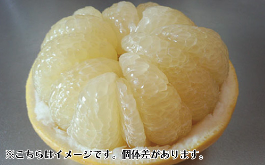 【訳あり・数量限定】熟成の土佐文旦5kg 家庭用 訳あり 訳アリ わけあり 大人気 人気 リピーター 予約 先行 旬 文旦 ぶんたん ブンタン フルーツ 果物 柑橘 四万十市 四万十 しまんと 高知 農家直送 【2026年3月上旬～無くなり次第終了】