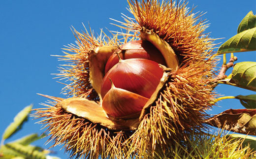 【 期間限定 数量限定 】 新栗 贅沢 四万十栗 2Lサイズ 約1.5kg 生栗 栗 くり クリ マロン 秋 フルーツ 果物 おやつ 焼き栗 栗ご飯 栗きんとん 甘露煮 高知 高知県 四万十 四万十市 しまんと 【2025年10月上旬～発送】