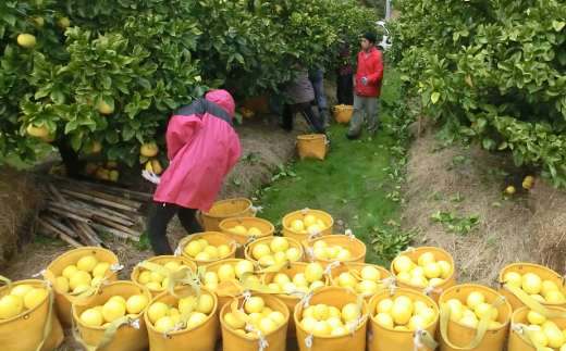 四万十 文旦 家庭用 5kg 早期受付 期間限定 数量限定 人気 ぶんたん 土佐文旦 ブンタン 冬 旬 限定 国産 フルーツ 果物 柑橘 高知 四万十 しまんと お取り寄せ 産地直送 【配送時期：2026年2月下旬～3月上旬】 家庭用 5kg（約7玉～12玉）