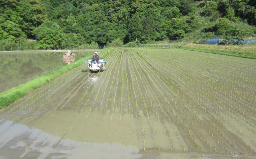 【令和7年産 数量限定】 四万十 の 米どころ 山間地域で育てた 大宮米 ヒノヒカリ 10kg 高知県 高知 しまんと 国産 お米 米 白米 精米 ひのひかり 低農薬栽培 ご飯 産地直送