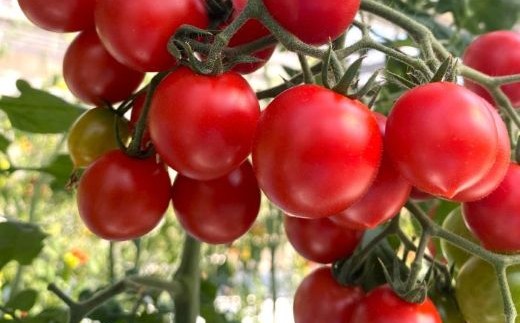 四万十市産 じっくり育った濃厚 ビリトマト 1.5kg 南国 新鮮 野菜 やさい 国産 トマト とまと ミニトマト コク うま味 甘い 冷蔵 産地直送 お取り寄せ 旬 農家直送 高知県 高知 四万十市 四万十 しまんと 【12月中旬～5月下旬に発送】