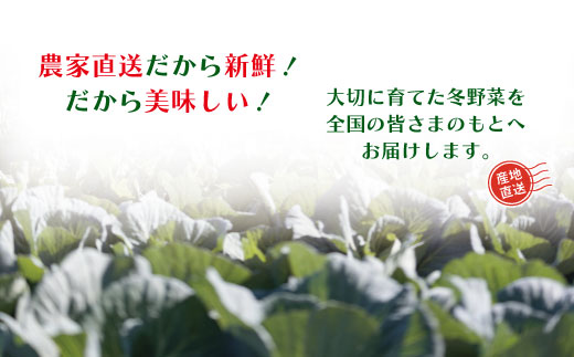 【 2回定期便 早期受付 数量限定 】アグリユウベの冬野菜セット (小) とれたて 新鮮 農家直送 国産 野菜 野菜便 やさい 野菜 冬野菜 産地直送 国産 旬 高知県 四万十市 四万十 しまんと 定期便 【配送月：2027年1月・2月】
