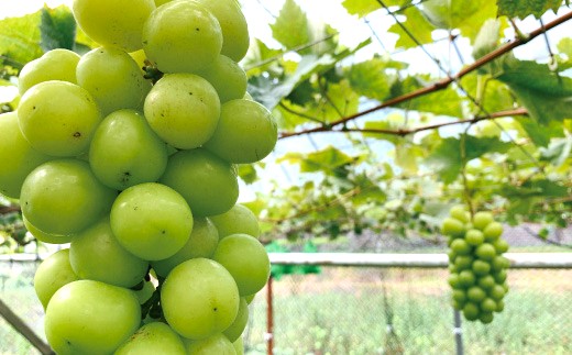 シャインマスカット 2房 約 1kg 種なし 早期受付 2026年収穫 秋 旬 おすすめ オススメ 人気 ジューシー 新鮮 産地直送 厳選 数量限定 高知 高知県 四万十市 四万十 しまんと 葡萄 ぶどう ブドウ フルーツ 果物 くだもの マスカット 予約