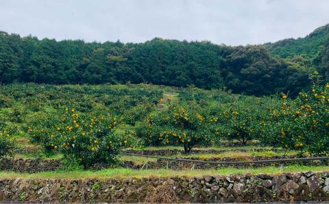 【早期受付・期間限定】 四万十産　爽やか柚子（贈答用）約1.5kg（9個～12個）【2023年12月中旬～2024年2月下旬発送】