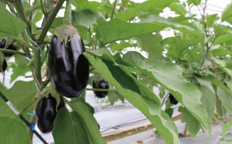 【期間限定】デカ！ピカ！ツル！しまんとにしとさ米ナス9玉（約2.7kg）【2023年10月下旬まで発送】R5-413