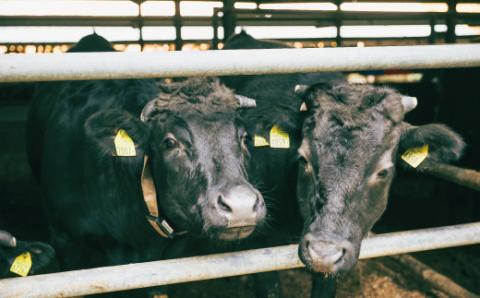 四万十牛100％！四万十牛コロッケ 15個入り（5個×3パック）R5-016