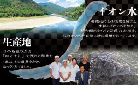 四万十川優化イオンうなぎ　蒲焼2尾入り(ボイル肝、たれ付き) R5-006