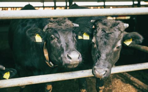 【6回定期便】幻のメス牛 四万十牛特選ローススライス（すき焼き・しゃぶしゃぶ用）約500ｇ×6回（合計3kg）R6-729