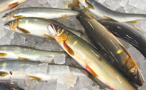 【4回定期便】鮎づくし！清流四万十川で育った天然鮎の定期便 R6-851