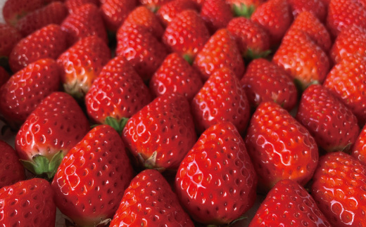 数量限定 期間限定 イチゴ たっぷり！イチゴの レアチーズ タルト 冷凍 フルーツ 果物 いちご 苺 チーズケーキ ケーキ 焼菓子 洋菓子 菓子 デザート スイーツ 高知 四万十 しまんと 限定【2026年1月中旬～4月下旬配送】