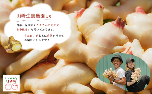 早期受付 期間限定 みずみずしさがたまらない 新生姜 約4kg【2026年5月下旬～9月上旬配送】高知県 高知 四万十市 四万十 しまんと 農作物 特産 しょうが 生姜 ショウガ 野菜 旬 新鮮 国産 先行 予約 ジンジャー 4kg×1箱