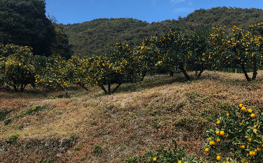 ゆず 約 1.5kg 9～14個 高知県産 四万十市産 贈答用 ギフト 【 早期受付 数量限定 】先行 予約 柚子 ユズ 柑橘 フルーツ 果物 高知県 高知 四万十市 四万十 しまんと 【 2025年 12月中旬～ 2026年 1月下旬発送】