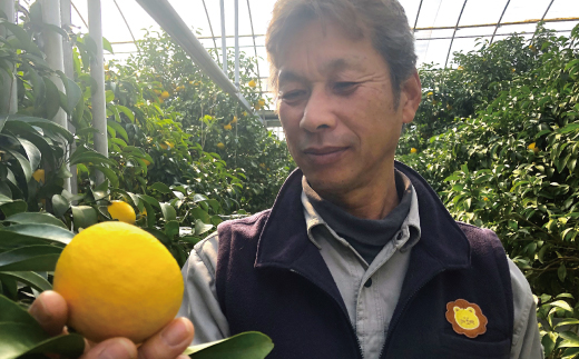 小夏 約 5kg 18～30個 高知県産 四万十市産 贈答用 ギフト 【 早期受付 数量限定 】先行 予約 ハウス栽培 こなつ コナツ 柑橘 フルーツ 果物 高知県 高知 四万十市 四万十 しまんと お取り寄せ 【 2026年5月下旬～6月下旬発送】