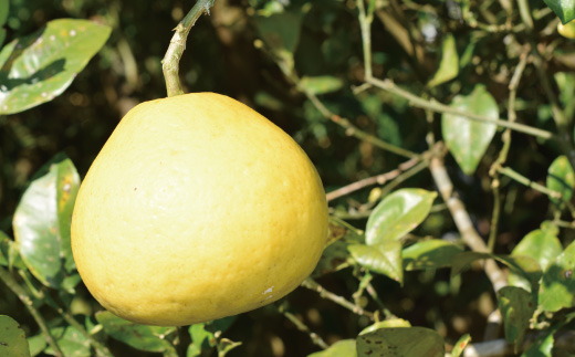 早期受付 期間限定 数量限定 しまんと流域　栽培期間中農薬・化学肥料不使用！さとやま文旦5kg（無選別） フルーツ 果物 文旦 柑橘 高知 四万十 しまんと 限定 予約 先行 【2026年2月下旬～3月下旬配送】