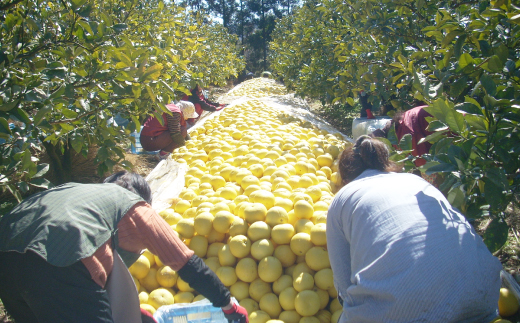 四万十 文旦 家庭用 5kg 早期受付 期間限定 数量限定 人気 ぶんたん 土佐文旦 ブンタン 冬 旬 限定 国産 フルーツ 果物 柑橘 高知 四万十 しまんと お取り寄せ 産地直送 【配送時期：2026年2月下旬～3月上旬】 家庭用 5kg（約7玉～12玉）