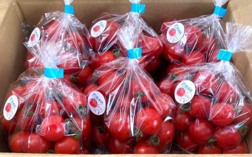 四万十市産 じっくり育った濃厚 ビリトマト 1.5kg 南国 新鮮 野菜 やさい 国産 トマト とまと ミニトマト コク うま味 甘い 冷蔵 産地直送 お取り寄せ 旬 農家直送 高知県 高知 四万十市 四万十 しまんと 【12月中旬～5月下旬に発送】