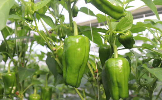苦味が少なくておいしい！ 高見農園 のこだわり 新鮮 ピーマン 1kg 新鮮 野菜 ベジタブル ぴーまん ハウス ハウスピーマン ハウス栽培 惣菜 国産 産地直送 旬 高知県 四万十 しまんと【発送時期：10月～6月】