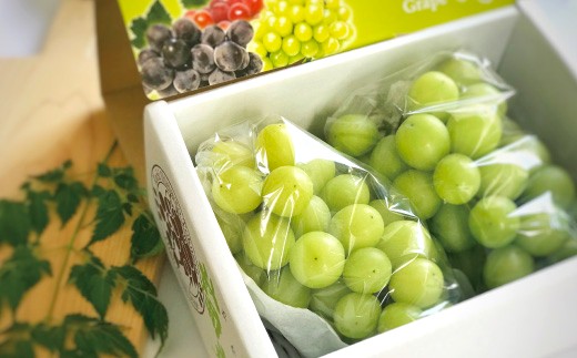 シャインマスカット 2房 約 1kg 種なし 早期受付 2026年収穫 秋 旬 おすすめ オススメ 人気 ジューシー 新鮮 産地直送 厳選 数量限定 高知 高知県 四万十市 四万十 しまんと 葡萄 ぶどう ブドウ フルーツ 果物 くだもの マスカット 予約