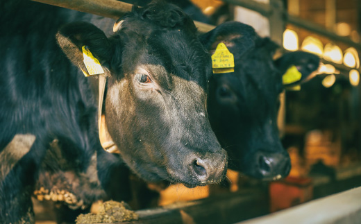 【感謝・期間限定100g付き】 ＜100個限定＞ 牧場直送 四万十牛（メス牛）特選 サーロインステーキ 約500g（400g＋100g） 高知 しまんと 四万十 肉 牛肉 黒毛和牛 四万十市 霜降り 【2026年3月31日までの受付】