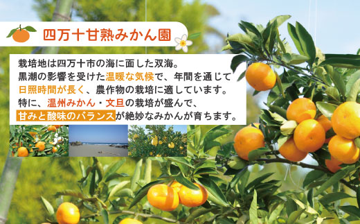 【訳あり・数量限定】熟成の土佐文旦5kg 家庭用 訳あり 訳アリ わけあり 大人気 人気 リピーター 予約 先行 旬 文旦 ぶんたん ブンタン フルーツ 果物 柑橘 四万十市 四万十 しまんと 高知 農家直送 【2026年3月上旬～無くなり次第終了】