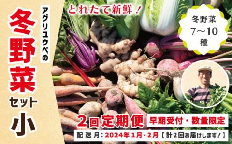 【2回定期便・早期受付・数量限定】＼とれたて新鮮／農家直送！アグリユウベの冬野菜セット（小）【配送月：2024年1月・2月】