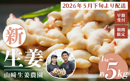 早期受付 期間限定 みずみずしさがたまらない 新生姜 約1kg【2026年5月下旬～9月上旬配送】高知県 高知 四万十市 四万十 しまんと 農作物 特産 しょうが 生姜 ショウガ 野菜 旬 新鮮 国産 先行 予約 ジンジャー 1kg×1箱