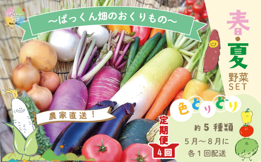 【 早期受付 4回 定期便 】 春・夏 野菜セット 約5種類 とれたて 新鮮 ぱっくん畑のおくりもの 農家直送 国産 野菜 やさい 高知県 高知 四万十市 四万十 しまんと 野菜便 限定 産地直送 【2026年5月～8月まで毎月1回発送】