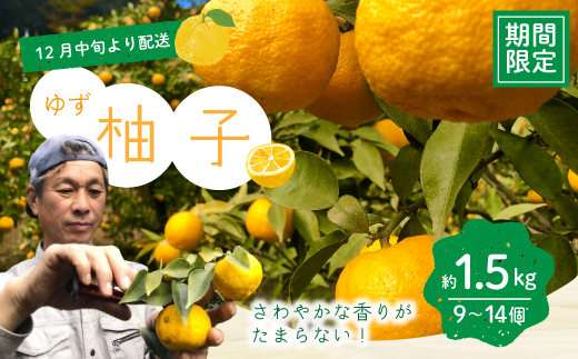 ゆず 約 1.5kg 9～14個 高知県産 四万十市産 贈答用 ギフト 【 早期受付 数量限定 】先行 予約 柚子 ユズ 柑橘 フルーツ 果物 高知県 高知 四万十市 四万十 しまんと 【 2025年 12月中旬～ 2026年 1月下旬発送】