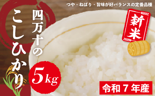 米 5kg 【 新米 令和7年産 】 四万十 の こしひかり 国産 1等米 予約 コシヒカリ 精米 お米 白米 ごはん ご飯 おいしい ふっくら もちもち 高知県 高知 四万十市 しまんと 土佐【2025年9月より順次配送】