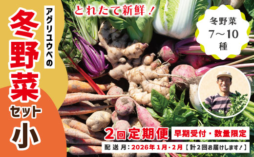 【 2回定期便 早期受付 数量限定 】 とれたて 新鮮 農家直送 アグリユウベの冬野菜セット (小) 国産 野菜セット 野菜便 やさい 野菜 冬野菜 産地直送 国産 旬 高知県 四万十市 四万十 しまんと 定期便 【配送月：2026年1月・2月】