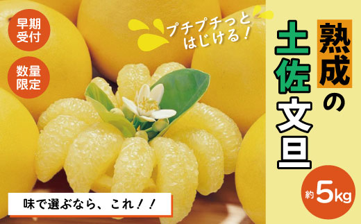 【早期受付・数量限定】熟成の土佐文旦5kg 家庭用 予約 先行受付 大人気 リピーター フルーツ 果物 旬 文旦 ぶんたん ブンタン 土佐文旦 柑橘 オススメ 四万十 しまんと 高知県 高知 産地直送 農家直送 【2026年2月下旬より発送】R7-551