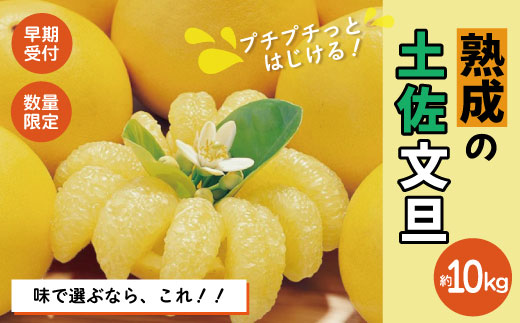 【早期受付・数量限定】熟成の土佐文旦10kg 家庭用 予約 先行 先行受付 大人気 リピーター フルーツ 果物 旬 文旦 ぶんたん ブンタン 柑橘 オススメ 四万十市 四万十 しまんと 高知 産地直送 農家直送 【2026年2月下旬より発送】R7-552