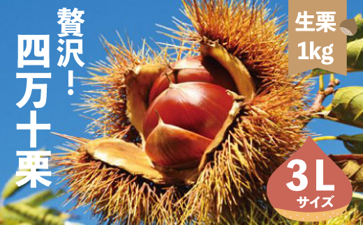 【 期間限定 数量限定 】 新栗 贅沢 四万十栗 3Lサイズ 約1kg 生栗 栗 くり クリ マロン 秋 フルーツ 果物 おやつ 焼き栗 栗ご飯 栗きんとん 甘露煮 高知 高知県 四万十 四万十市 しまんと 【2025年10月上旬～発送】