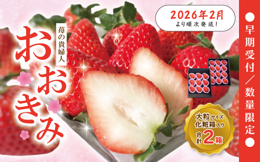 【 早期受付 数量限定 】 苺 の貴婦人 おおきみ 化粧箱 2箱 贈答 ギフト フルーツ 果物 いちご ストロベリー 高級 人気 大粒 プレミアム 限定品 高知県 高知 四万十市 四万十 しまんと お取り寄せ 【2026年2月より順次発送予定】
