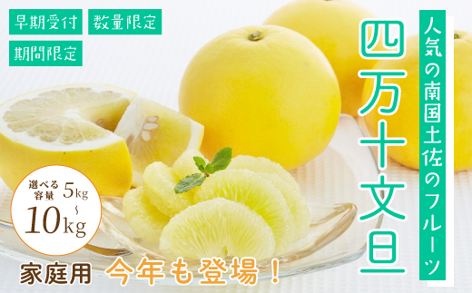 四万十 文旦 家庭用 5kg 早期受付 期間限定 数量限定 人気 ぶんたん 土佐文旦 ブンタン 冬 旬 限定 国産 フルーツ 果物 柑橘 高知 四万十 しまんと お取り寄せ 産地直送 【配送時期：2026年2月下旬～3月上旬】 家庭用 5kg（約7玉～12玉）