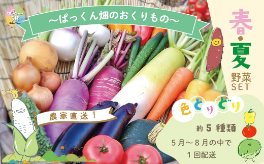 【早期受付】 春・夏 野菜セット 約5種類 とれたて 新鮮 ぱっくん畑のおくりもの 農家直送 国産 野菜 やさい 予約 高知県 高知 四万十市 四万十 しまんと 野菜便 限定 産地直送 お取り寄せ 【2026年5月～8月の間に1回配送】