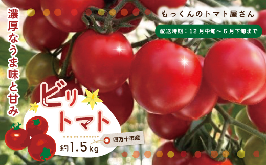 四万十市産 じっくり育った濃厚 ビリトマト 1.5kg 南国 新鮮 野菜 やさい 国産 トマト とまと ミニトマト コク うま味 甘い 冷蔵 産地直送 お取り寄せ 旬 農家直送 高知県 高知 四万十市 四万十 しまんと 【12月中旬～5月下旬に発送】
