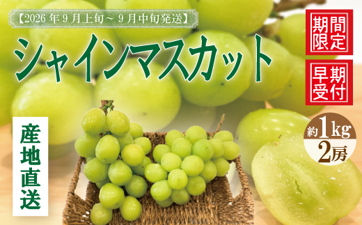 シャインマスカット 2房 約 1kg 種なし 早期受付 2026年収穫 秋 旬 おすすめ オススメ 人気 ジューシー 新鮮 産地直送 厳選 数量限定 高知 高知県 四万十市 四万十 しまんと 葡萄 ぶどう ブドウ フルーツ 果物 くだもの マスカット 予約