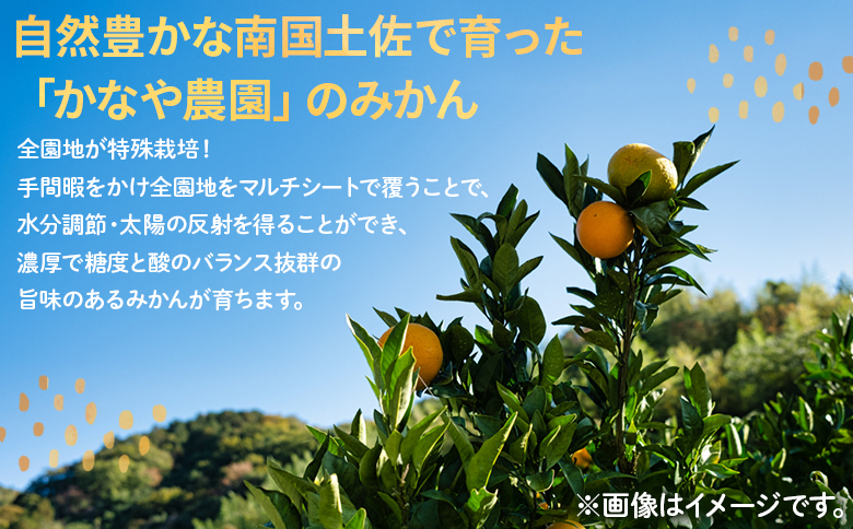 【みかん定期便 5回】土佐乃かなやの家庭用みかん5kg(Lサイズ)×5回 合計25kg Wbe-0125