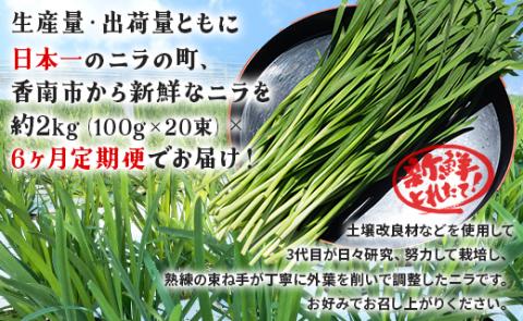 6ヶ月定期便 香南市産 ニラ 合計約12kg（2kg×6回）- にら 韮 香味野菜 やさい 葉物 新鮮 生 料理 もつ鍋 餃子 饅頭 キムチ チヂミ 炒め物 おひたし 国産 肉厚 Won-0018