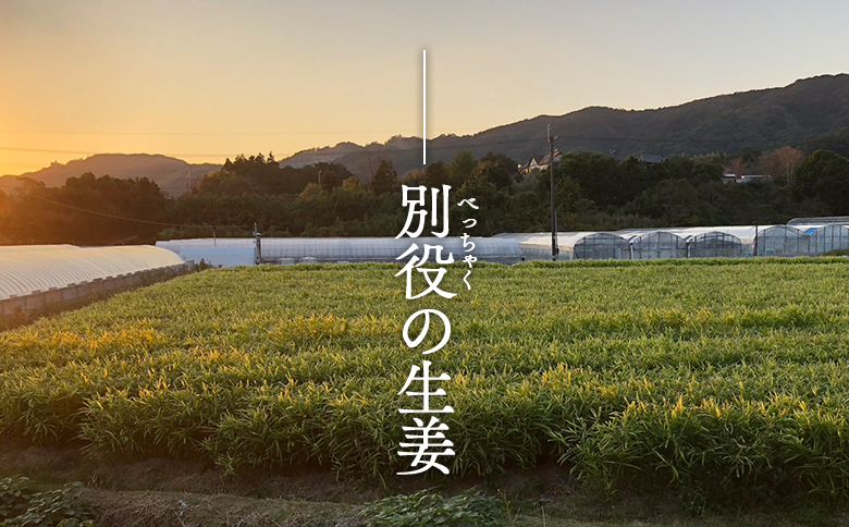 生姜 20kg 香南市産 別役の生姜 bc-0024