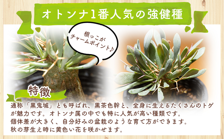 ユーフォルビオイデス オトンナ cc-0003