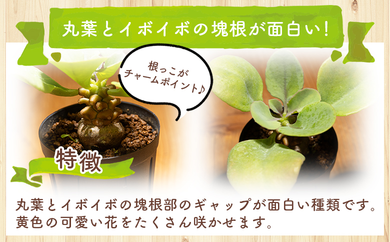 ヘレー オトンナ cc-0007