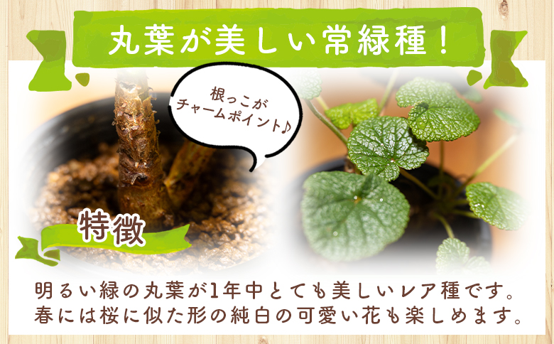 コチレドニス ペラルゴニウム cc-0012