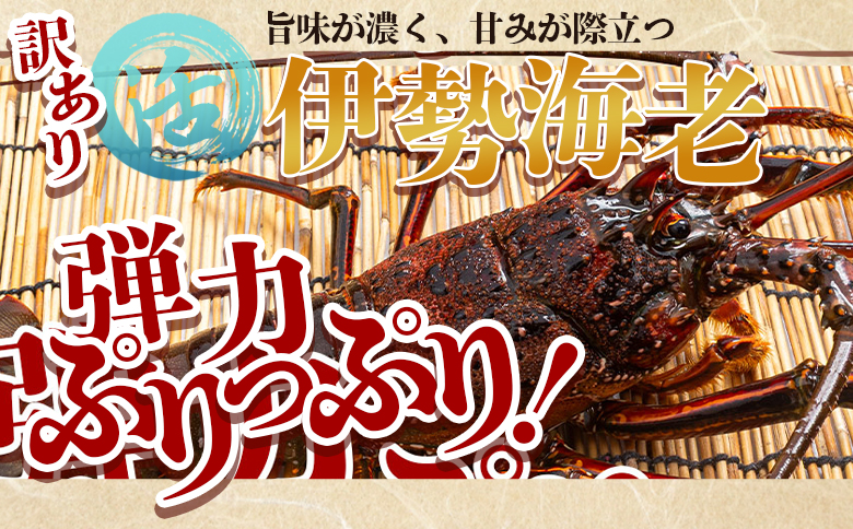 活 伊勢海老 計1kg(1～5匹) 冷蔵 - 活き伊勢海老 訳あり 国産 エビ えび 海鮮 魚介 産地直送 プリプリ 味噌汁 刺身 焼き物 汁物 えび蔵 高知県 香南市 冷蔵 10000円以上 1万円以上 eb-0023