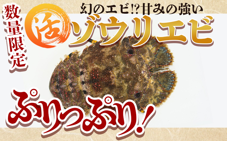 【数量限定】活 ゾウリエビ 約200～250g(1尾～2尾) - 海老 国産 エビ えび 海鮮 魚介 産地直送 プリプリ 味噌汁 刺身 焼き物 汁物 えび蔵 高知県 香南市 冷蔵 10000円以上 1万円以上 eb-0032