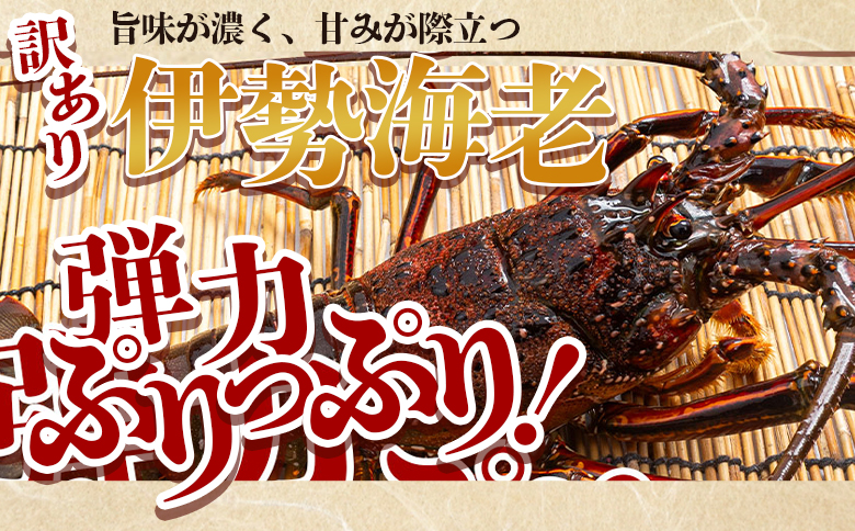 伊勢海老 1kg(1～5匹) 冷凍 - 訳あり 国産 エビ えび 海鮮 魚介 産地直送 プリプリ 味噌汁 刺身 焼き物 汁物 えび蔵 高知県 香南市 冷凍 10000円以上 1万円以上 eb-0047