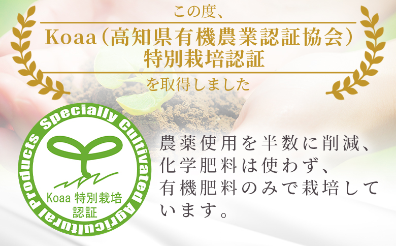 【特別栽培みかん】【2026年10月以降順次配送分】ふじ農園の露地みかん 贈答用 2.5kg (2S～M) - みかん 温州みかん 国産 蜜柑 ミカン 柑橘 果物 フルーツ 贈答 プレゼント ギフト 贈り物 ふじ農園 高知県 香南市 常温 fn-0009 贈答用 2.5kg (2S～M)