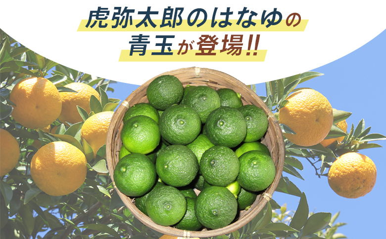 虎弥太郎 はなゆ青玉 16パック hy-0002