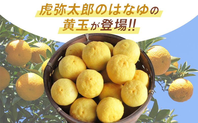 【2026年11月以降順次配送】虎弥太郎 はなゆ黄玉 16パック hy-0004